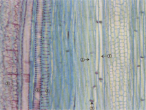 生物切片