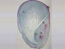 玉米种子纵切
