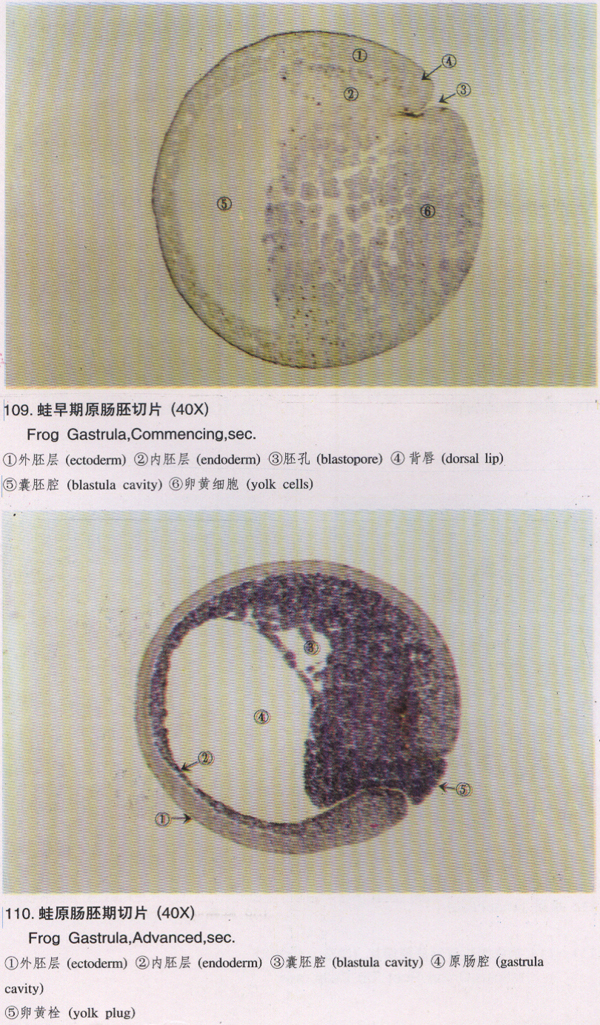 蛙原肠胚期切片