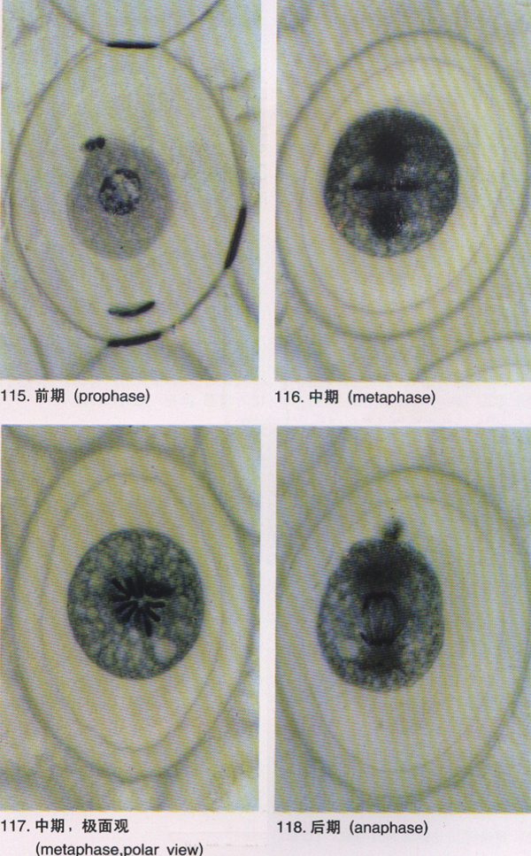 动物细胞有丝破碎切片