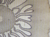 生物切片制作要领